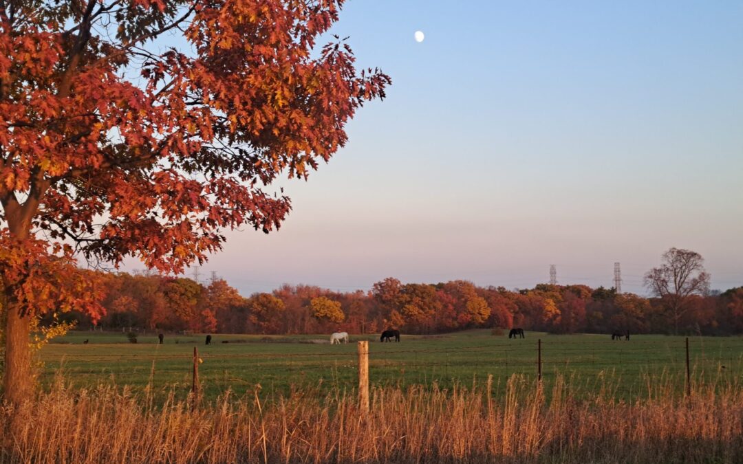 Chapter 6 – Draft II – Enlightenment in Therapy